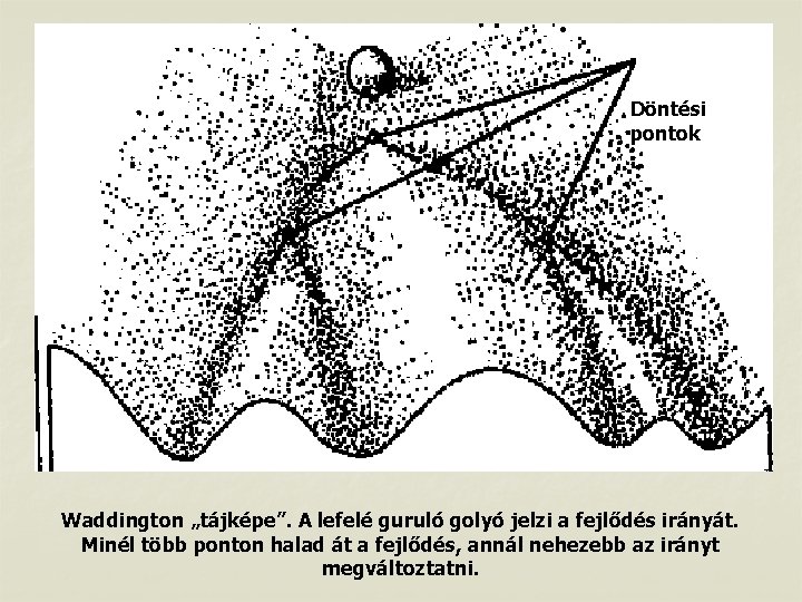 Döntési pontok Waddington „tájképe”. A lefelé guruló golyó jelzi a fejlődés irányát. Minél több