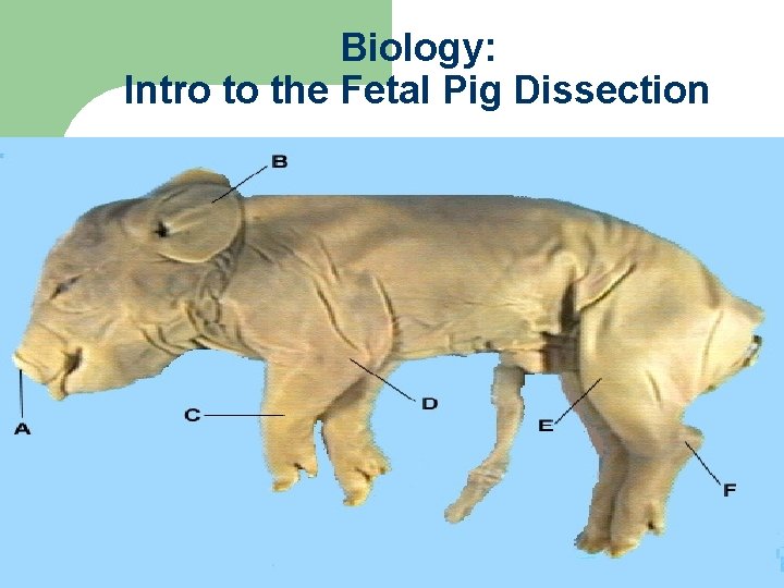 Biology: Intro to the Fetal Pig Dissection 