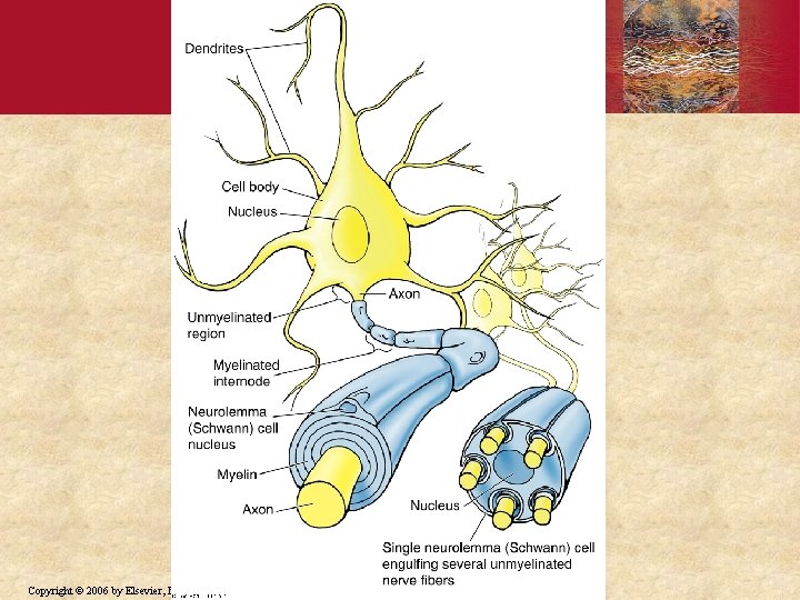 Copyright © 2006 by Elsevier, Inc. 