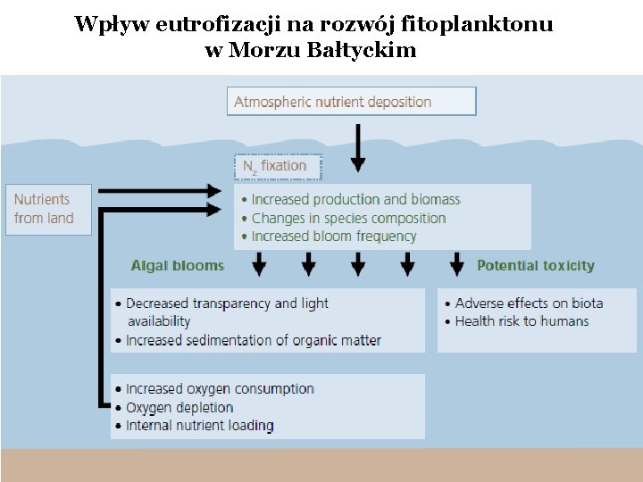 Wpływ eutrofizacji na rozwój fitoplanktonu w Morzu Bałtyckim 