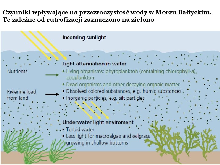 Czynniki wpływające na przezroczystość wody w Morzu Bałtyckim. Te zależne od eutrofizacji zaznaczono na