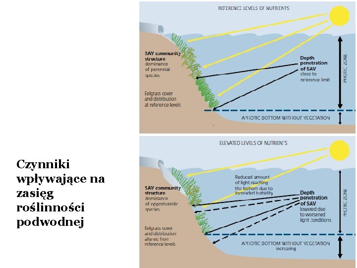 Czynniki wpływające na zasięg roślinności podwodnej 