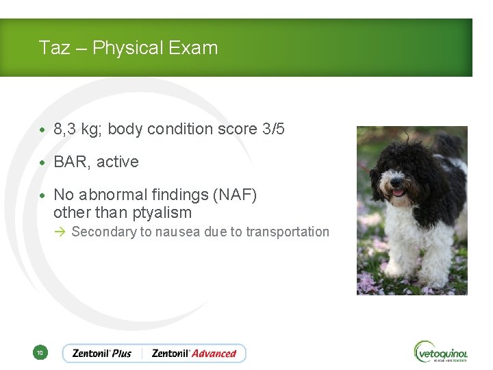 Taz – Physical Exam • 8, 3 kg; body condition score 3/5 • BAR,