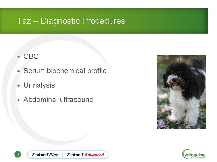 Taz – Diagnostic Procedures • CBC • Serum biochemical profile • Urinalysis • Abdominal