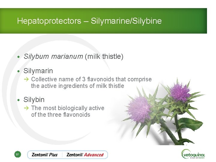 Hepatoprotectors – Silymarine/Silybine • Silybum marianum (milk thistle) • Silymarin à Collective name of
