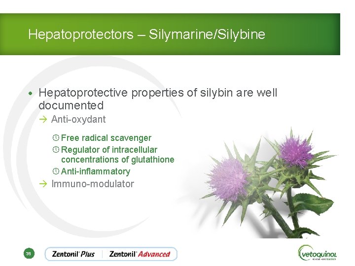 Hepatoprotectors – Silymarine/Silybine • Hepatoprotective properties of silybin are well documented à Anti-oxydant »