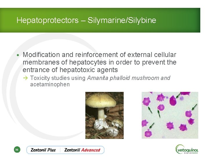 Hepatoprotectors – Silymarine/Silybine • Modification and reinforcement of external cellular membranes of hepatocytes in