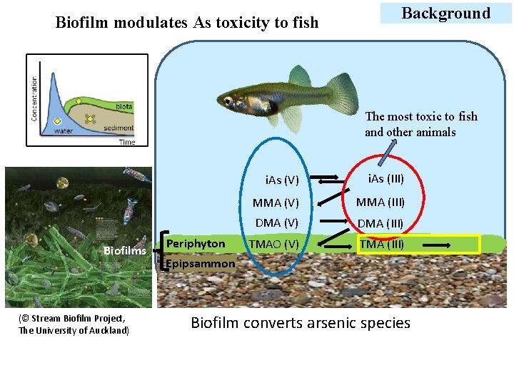 Biofilm modulates As toxicity to fish Background The most toxic to fish and other