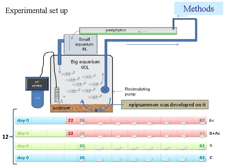 Experimental set up Methods epipsammon was developed on it 12 