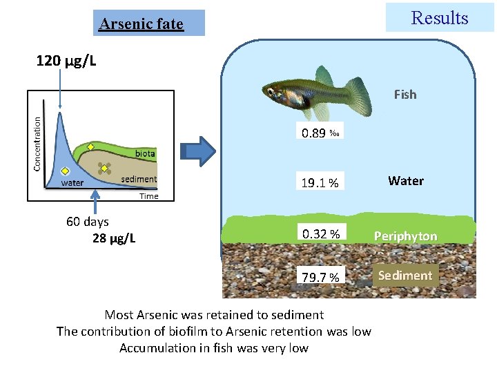 Results Arsenic fate 120 µg/L Fish 0. 89 60 days 28 µg/L 19. 1