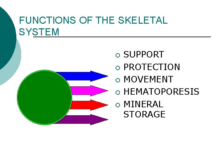 FUNCTIONS OF THE SKELETAL SYSTEM ¡ ¡ ¡ SUPPORT PROTECTION MOVEMENT HEMATOPORESIS MINERAL STORAGE