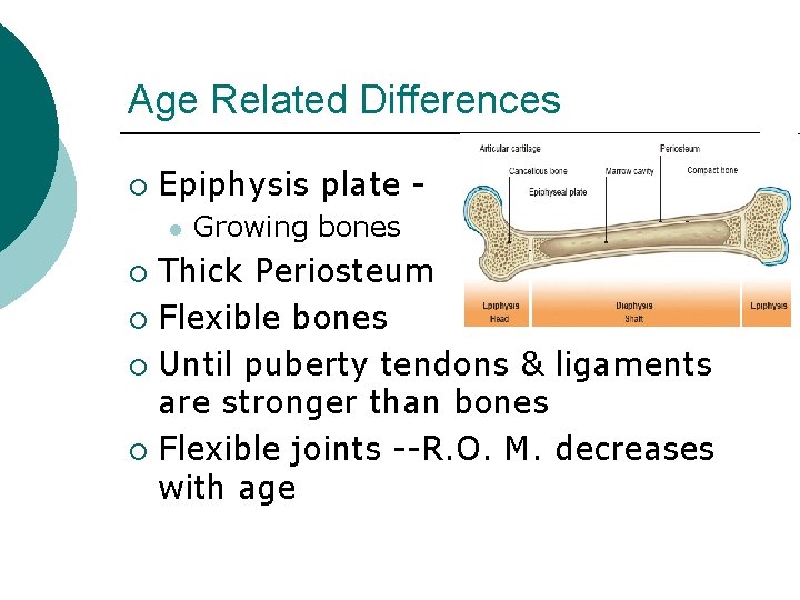 Age Related Differences ¡ Epiphysis plate l Growing bones Thick Periosteum ¡ Flexible bones