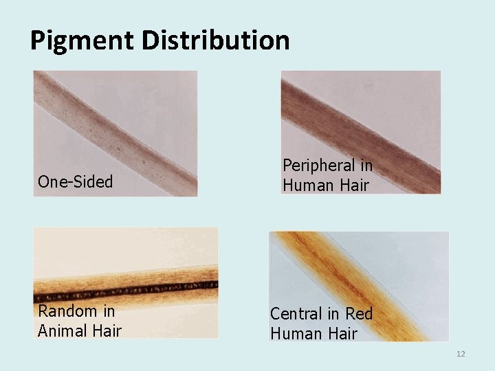 Pigment Distribution One-Sided Random in Animal Hair Peripheral in Human Hair Central in Red