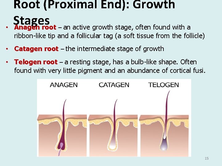 • Root (Proximal End): Growth Stages Anagen root – an active growth stage, • Root (Proximal End): Growth Stages Anagen root – an active growth stage,