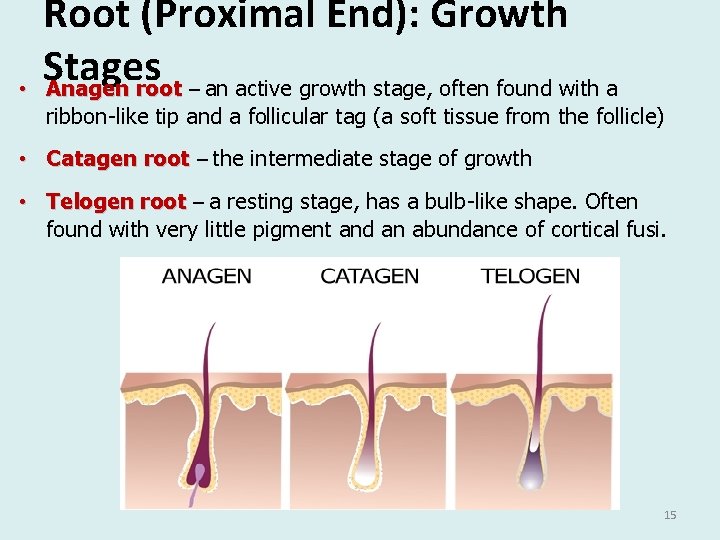  • Root (Proximal End): Growth Stages Anagen root – an active growth stage,