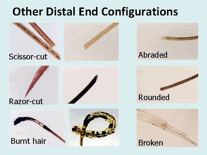 Other Distal End Configurations Scissor-cut Abraded Razor-cut Rounded Burnt hair Broken 19 Other Distal End Configurations Scissor-cut Abraded Razor-cut Rounded Burnt hair Broken 19