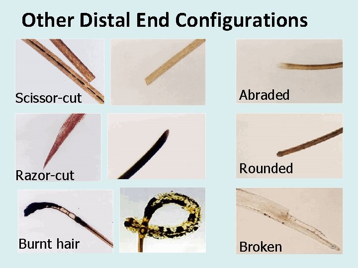 Other Distal End Configurations Scissor-cut Abraded Razor-cut Rounded Burnt hair Broken 19 