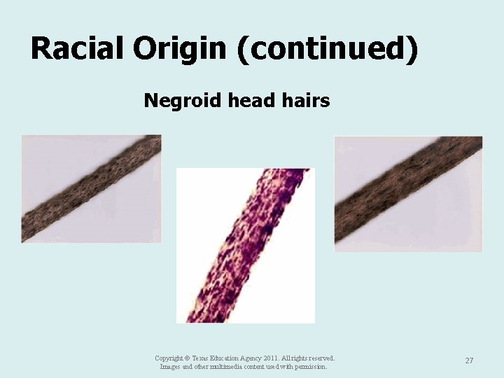 Racial Origin (continued) Negroid head hairs Copyright © Texas Education Agency 2011. All rights