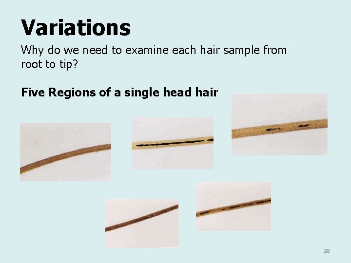 Variations Why do we need to examine each hair sample from root to tip?