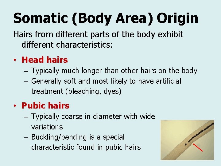 Somatic (Body Area) Origin Hairs from different parts of the body exhibit different characteristics: Somatic (Body Area) Origin Hairs from different parts of the body exhibit different characteristics: