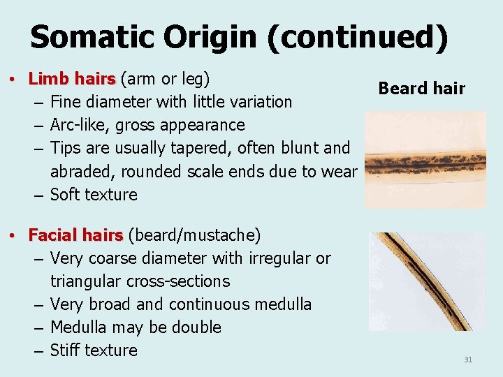 Somatic Origin (continued) • Limb hairs (arm or leg) – Fine diameter with little Somatic Origin (continued) • Limb hairs (arm or leg) – Fine diameter with little