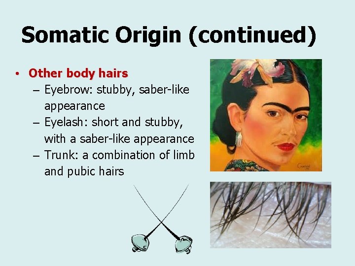 Somatic Origin (continued) • Other body hairs – Eyebrow: stubby, saber-like appearance – Eyelash: Somatic Origin (continued) • Other body hairs – Eyebrow: stubby, saber-like appearance – Eyelash: