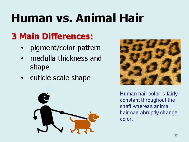 Human vs. Animal Hair 3 Main Differences: • pigment/color pattern • medulla thickness and Human vs. Animal Hair 3 Main Differences: • pigment/color pattern • medulla thickness and