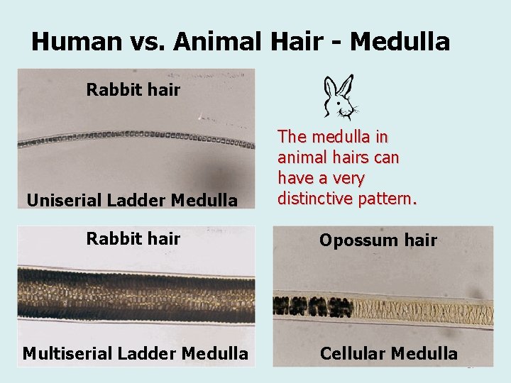 Human vs. Animal Hair - Medulla Rabbit hair Uniserial Ladder Medulla Rabbit hair Multiserial