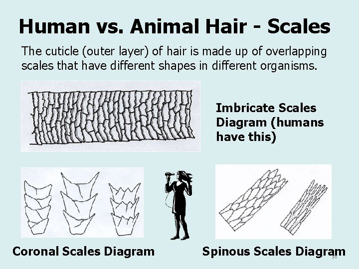 Human vs. Animal Hair - Scales The cuticle (outer layer) of hair is made Human vs. Animal Hair - Scales The cuticle (outer layer) of hair is made