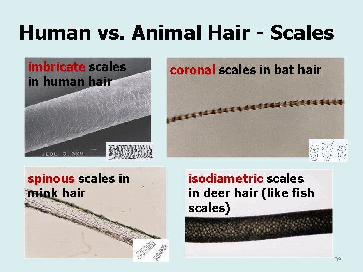 Human vs. Animal Hair - Scales imbricate scales in human hair spinous scales in