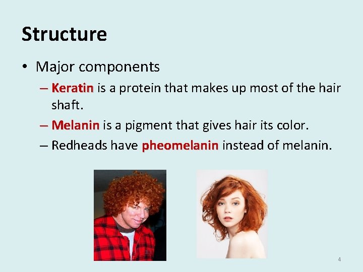 Structure • Major components – Keratin is a protein that makes up most of Structure • Major components – Keratin is a protein that makes up most of