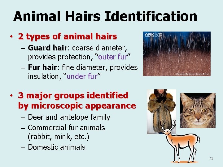 Animal Hairs Identification • 2 types of animal hairs – Guard hair: hair coarse