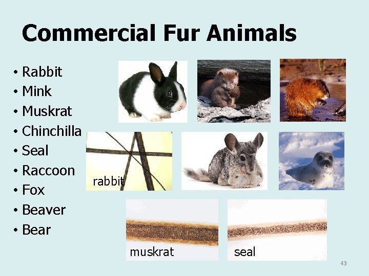 Commercial Fur Animals • Rabbit • Mink • Muskrat • Chinchilla • Seal •