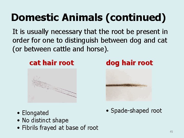 Domestic Animals (continued) It is usually necessary that the root be present in order