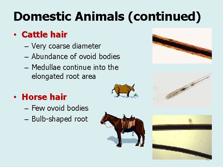 Domestic Animals (continued) • Cattle hair – Very coarse diameter – Abundance of ovoid Domestic Animals (continued) • Cattle hair – Very coarse diameter – Abundance of ovoid