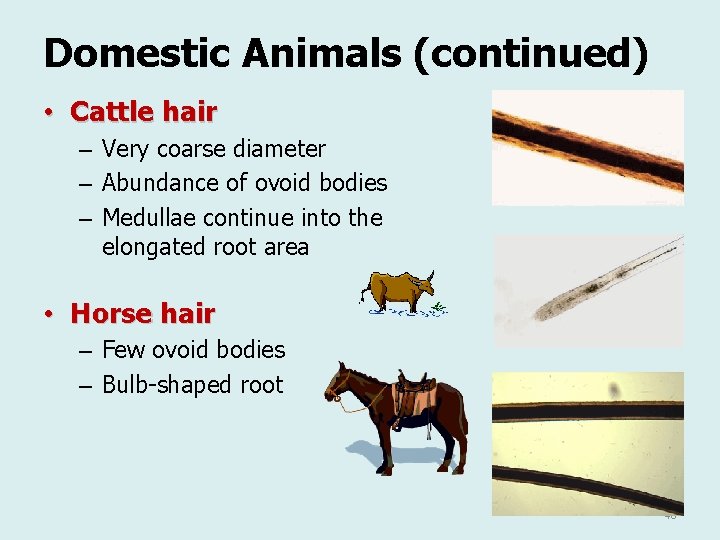 Domestic Animals (continued) • Cattle hair – Very coarse diameter – Abundance of ovoid