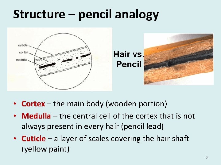 Structure – pencil analogy Hair vs. Pencil • Cortex – the main body (wooden