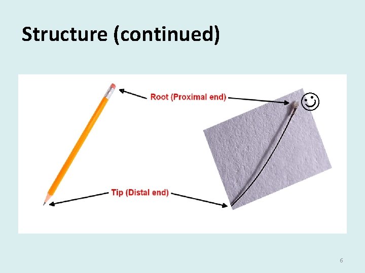 Structure (continued) J 6 Structure (continued) J 6