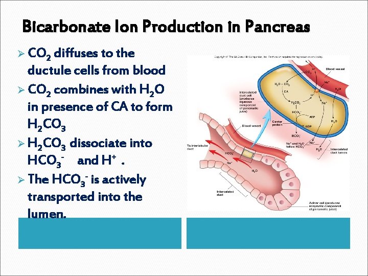 Bicarbonate Ion Production in Pancreas Ø CO 2 diffuses to the ductule cells from Bicarbonate Ion Production in Pancreas Ø CO 2 diffuses to the ductule cells from