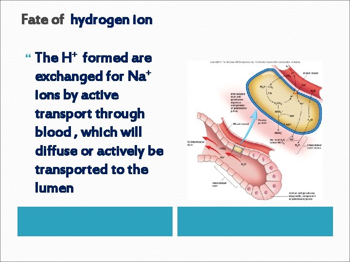 Fate of hydrogen ion The H+ formed are exchanged for Na+ ions by active Fate of hydrogen ion The H+ formed are exchanged for Na+ ions by active