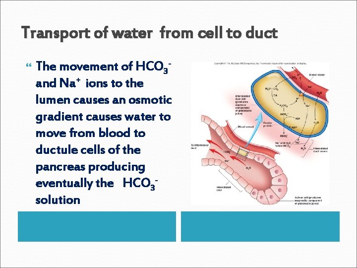 Transport of water from cell to duct The movement of HCO 3 and Na+ Transport of water from cell to duct The movement of HCO 3 and Na+