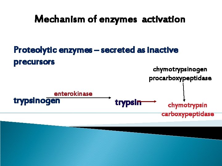 Mechanism of enzymes activation Proteolytic enzymes – secreted as inactive precursors chymotrypsinogen procarboxypeptidase enterokinase Mechanism of enzymes activation Proteolytic enzymes – secreted as inactive precursors chymotrypsinogen procarboxypeptidase enterokinase