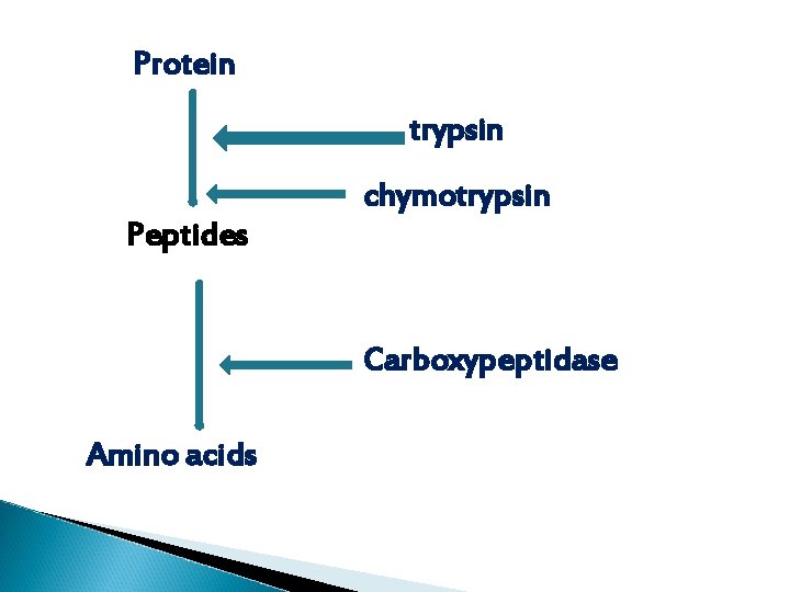 Protein trypsin chymotrypsin Peptides Carboxypeptidase Amino acids Protein trypsin chymotrypsin Peptides Carboxypeptidase Amino acids