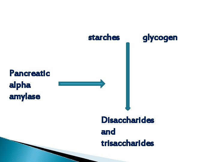 starches glycogen Pancreatic alpha amylase Disaccharides and trisaccharides starches glycogen Pancreatic alpha amylase Disaccharides and trisaccharides
