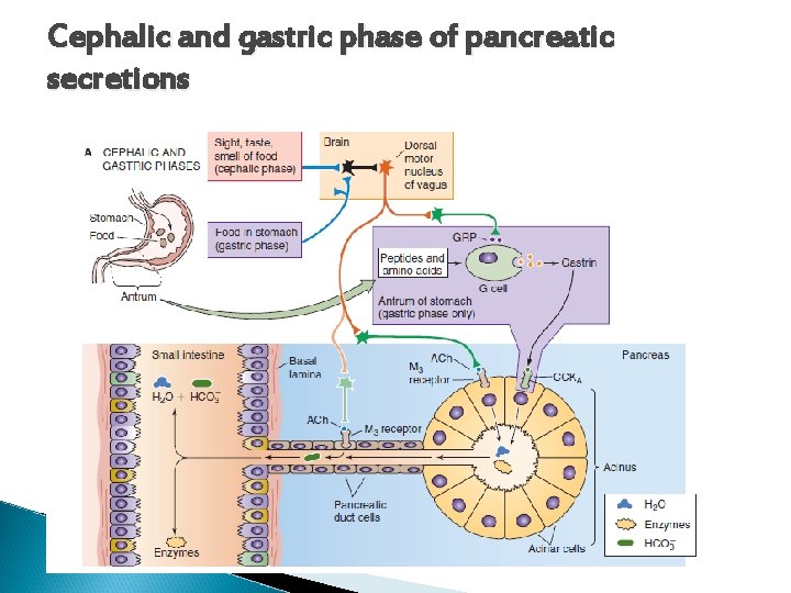 Cephalic and gastric phase of pancreatic secretions Cephalic and gastric phase of pancreatic secretions