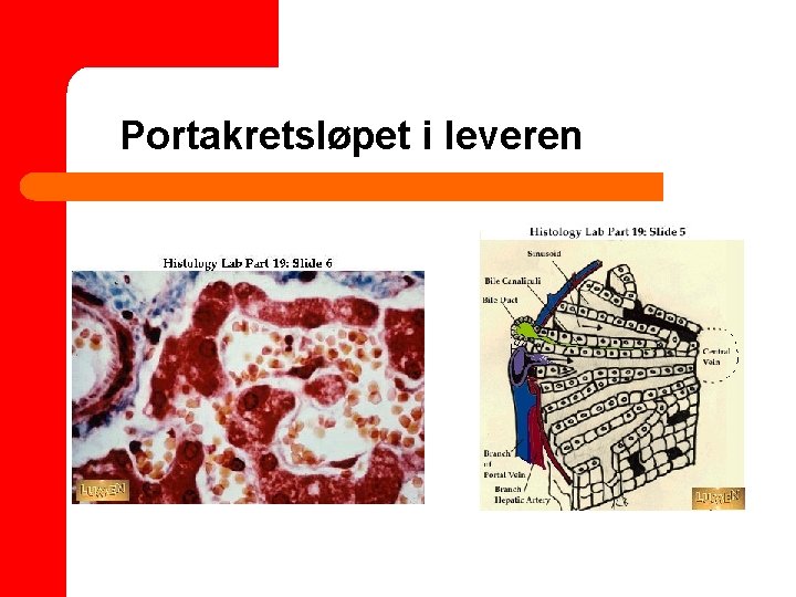 Portakretsløpet i leveren 