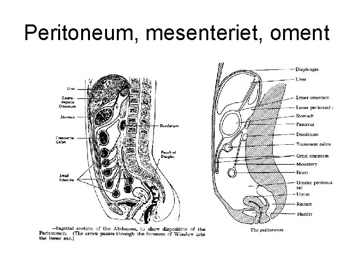 Peritoneum, mesenteriet, oment 
