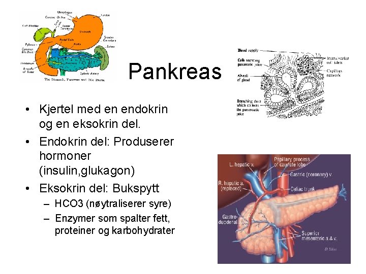 Pankreas • Kjertel med en endokrin og en eksokrin del. • Endokrin del: Produserer