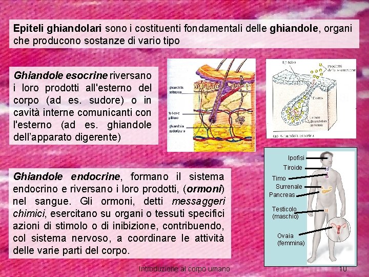 Epiteli ghiandolari sono i costituenti fondamentali delle ghiandole, organi che producono sostanze di vario