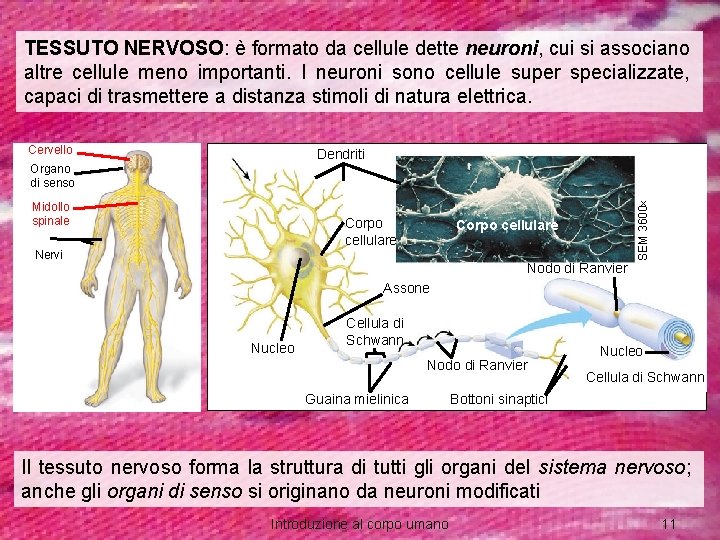 TESSUTO NERVOSO: è formato da cellule dette neuroni, cui si associano altre cellule meno